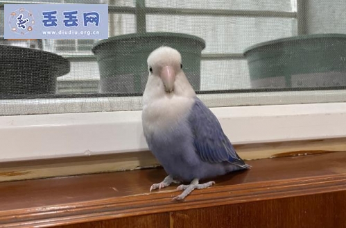 走失者照片 福建省福州市仓山区《有偿寻鸟》——“牡…