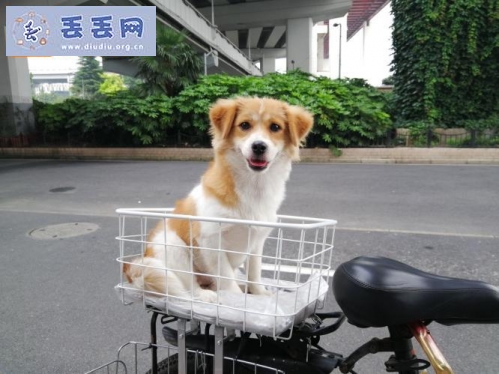 走失者照片 上海市徐汇区《有偿寻狗》——“串串犬”