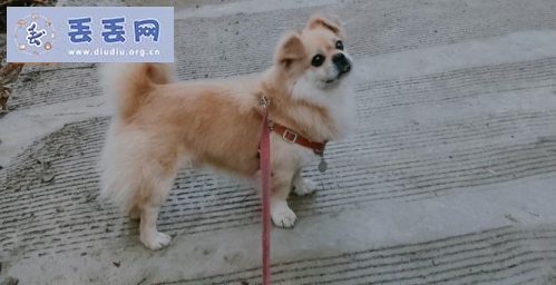 走失者照片 江苏省宿迁市泗阳县《有偿寻狗》——10…