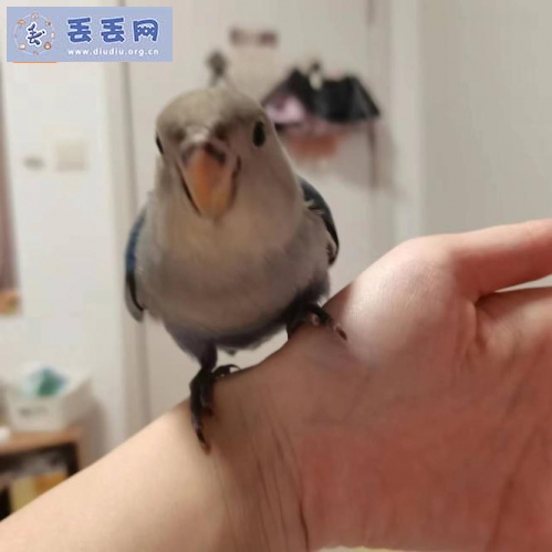 走失者照片 广东省广州市番禺区《有偿寻鸟》——“紫…