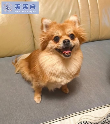 走失者照片 甘肃省白银市白银区《有偿寻狗》——“小…