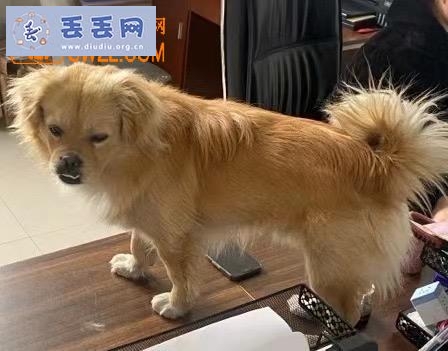 走失者照片 浙江省温州市龙湾区《有偿寻狗》——30…