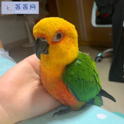 走失者照片 广东省广州市海珠区《有偿寻鸟》——“珍…