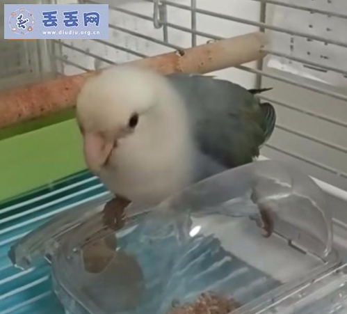 走失者照片 遗失牡丹鹦鹉