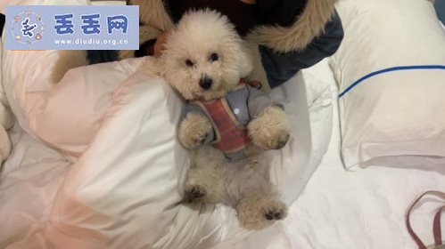 走失者照片 贵州省贵阳市观山湖区《有偿寻狗》——“…