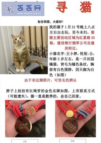 走失者照片 四川省攀枝花市盐边县《有偿寻猫》——“…