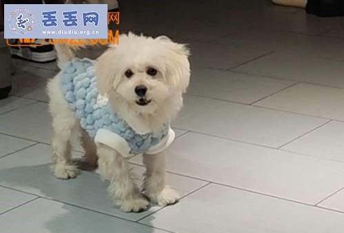 走失者照片 重庆市渝北区《有偿寻狗》——“泰迪比熊…