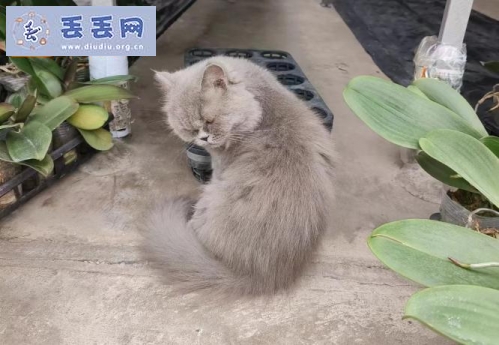 走失者照片 广东省佛山市南海区《有偿寻猫》——“长…