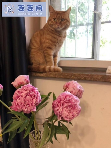 走失者照片 北京市通州区《有偿寻猫》——“橘猫”