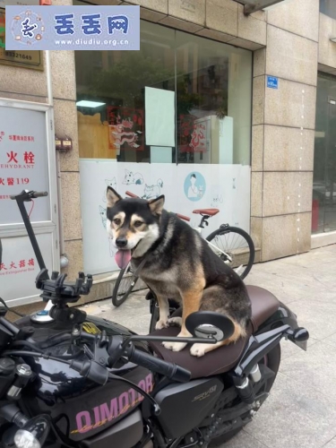走失者照片 广东省惠州市惠城区《万元寻狗》