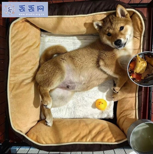 走失者照片 山西省长治市壶关县《有偿寻狗》——“柴…