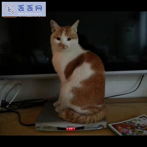 走失者照片 福建省泉州市鲤城区《重金寻猫尸》——3…
