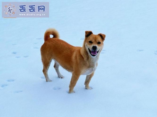 走失者照片 山西省阳泉市郊区居《有偿寻狗》——10…