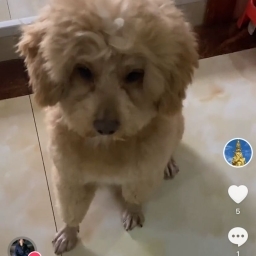 走失者照片 泰迪
