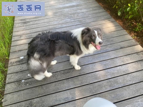走失者照片 江苏省苏州市常熟市《有偿寻狗》——“边…