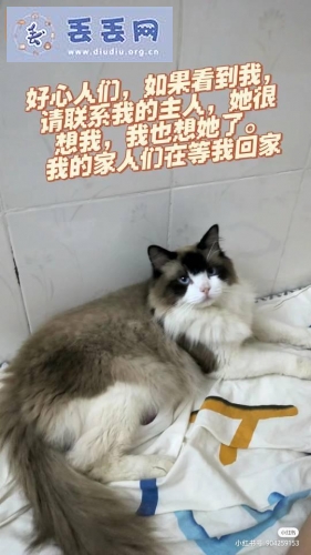 走失者照片 广东省广州市天河区《有偿寻猫》——“布…
