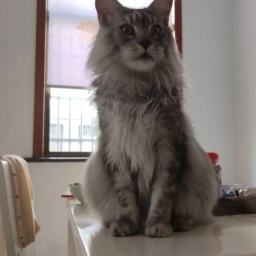 走失者照片 缅因猫
