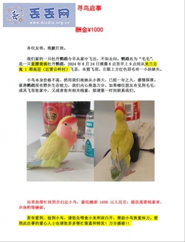 走失者照片 广东省深圳市南山区《有偿寻鸟》——“蓝…