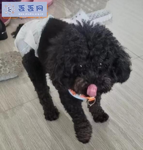 走失者照片 云南省保山市隆阳区《千元寻狗》——“黑…