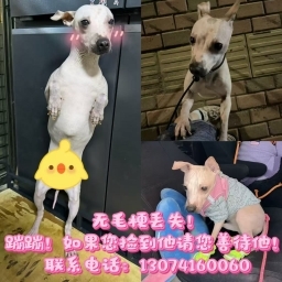 走失者照片 蹦蹦