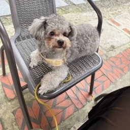 走失者照片 贵宾泰迪公犬