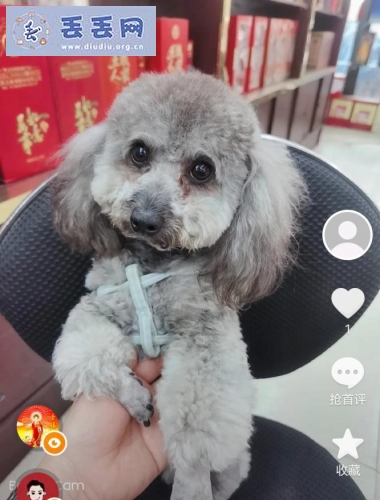 走失者照片 江苏省扬州市邗江区《重金寻狗》——“灰…
