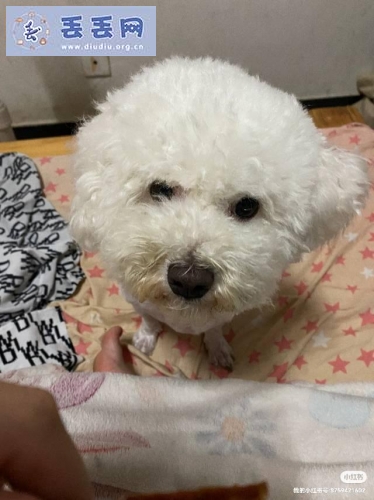 走失者照片 江苏省苏州市相城区《有偿寻狗》——20…