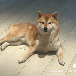 走失者照片 柴犬