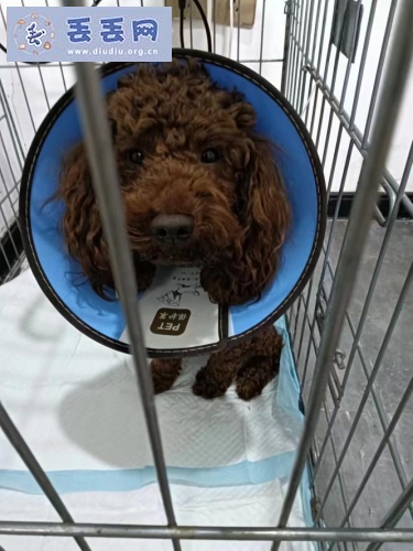 走失者照片 河南省郑州市中原区《有偿寻狗》——“棕…