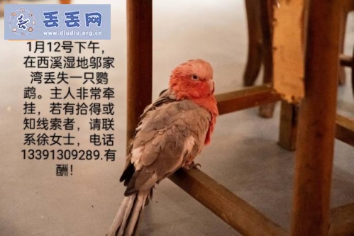 走失者照片 浙江省杭州市余杭区《有偿寻鸟》——10…