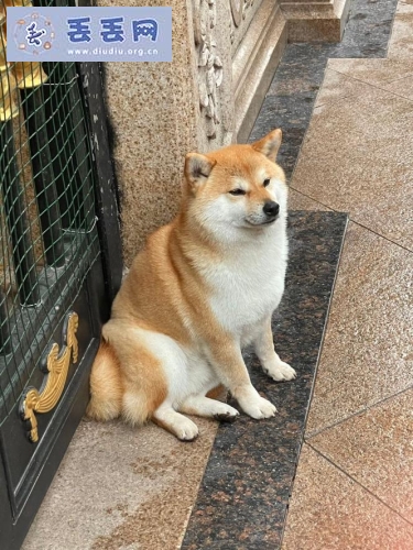 走失者照片 重庆市渝北区《重金寻狗》——“柴犬”