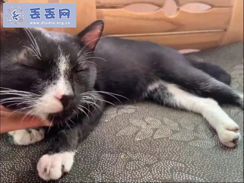 走失者照片 广东省佛山市顺德区《有偿寻猫》——“奶…