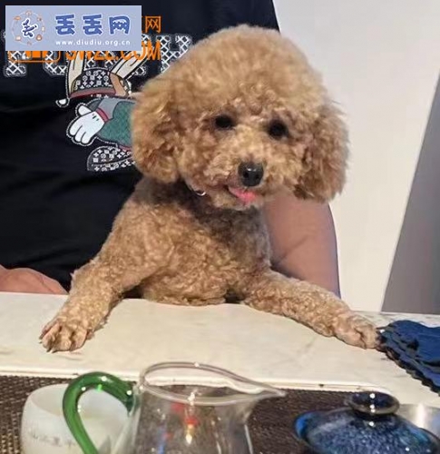 走失者照片 广东省惠州市惠城区《有偿寻狗》——“泰…