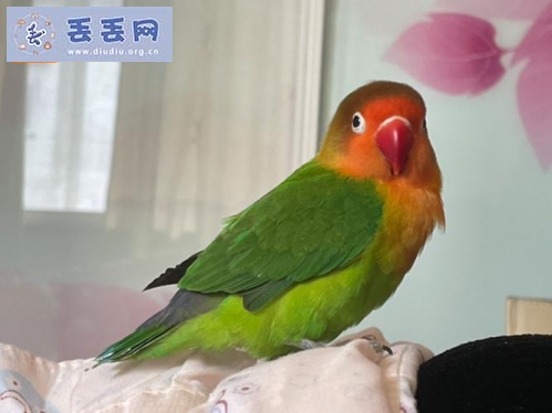 走失者照片 河南省周口市扶沟县《有偿寻鸟》——10…