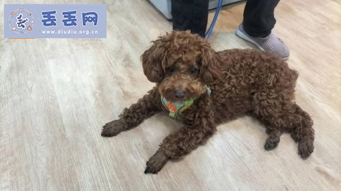 走失者照片 河南省郑州市荥阳市《有偿寻狗》——“泰…
