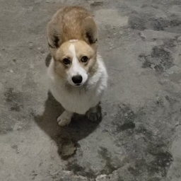 走失者照片 公柯基犬