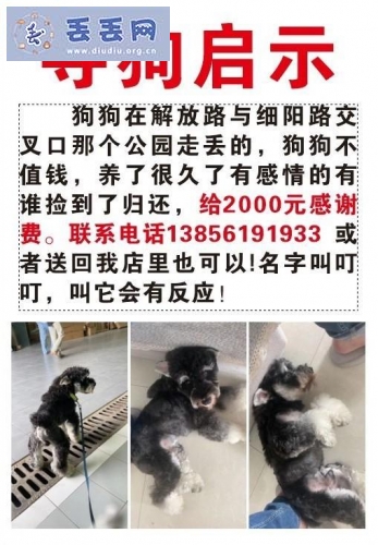 走失者照片 安徽省阜阳市太和县《有偿寻狗》——20…