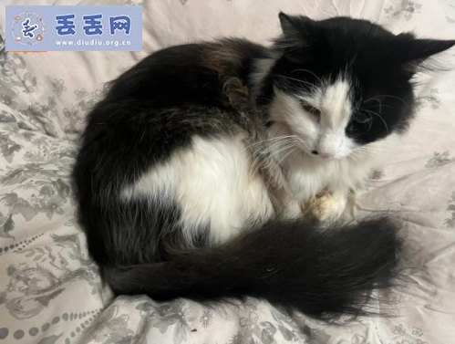 走失者照片 云南省昆明市五华区《有偿寻猫》——10…