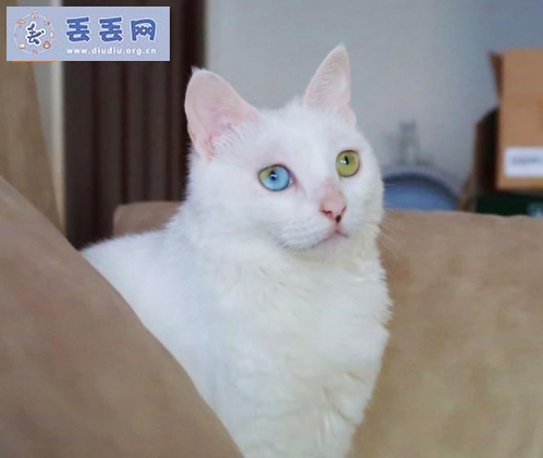 走失者照片 江西省景德镇市珠山区《有偿寻猫》——2…