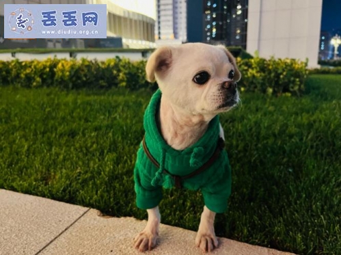 走失者照片 云南省昆明市官渡区《有偿寻狗》