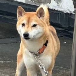 走失者照片 包包柴犬