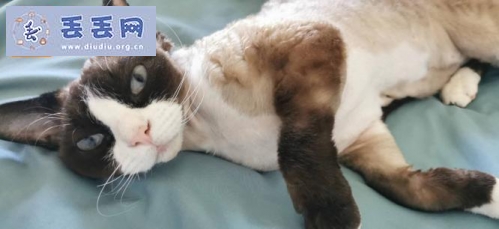 走失者照片 海南省三亚市天涯区《万元寻猫》——“德…