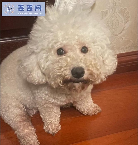 走失者照片 江苏省南京市栖霞区《有偿寻狗》——20…