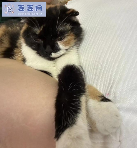 走失者照片 广东省广州市越秀区《有偿寻猫》——10…