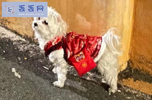走失者照片 甘肃省平凉市泾川县《万元寻狗》——“马…