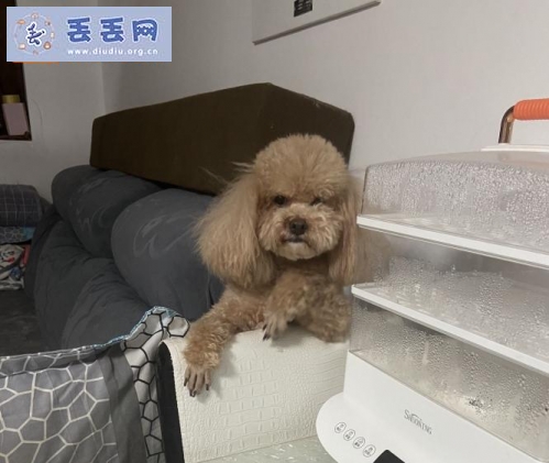 走失者照片 北京市顺义区《有偿寻狗》——3000寻…