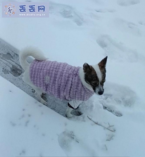 走失者照片 安徽省淮北市濉溪县《有偿寻狗》——20…