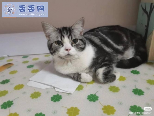 走失者照片 河北省邯郸市永年区《有偿寻猫》——30…