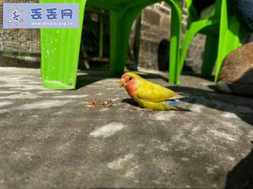 走失者照片 广西壮族自治区桂林市叠彩区《有偿寻鸟》…