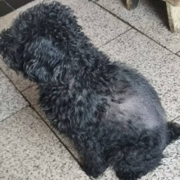 走失者照片 黑色泰迪